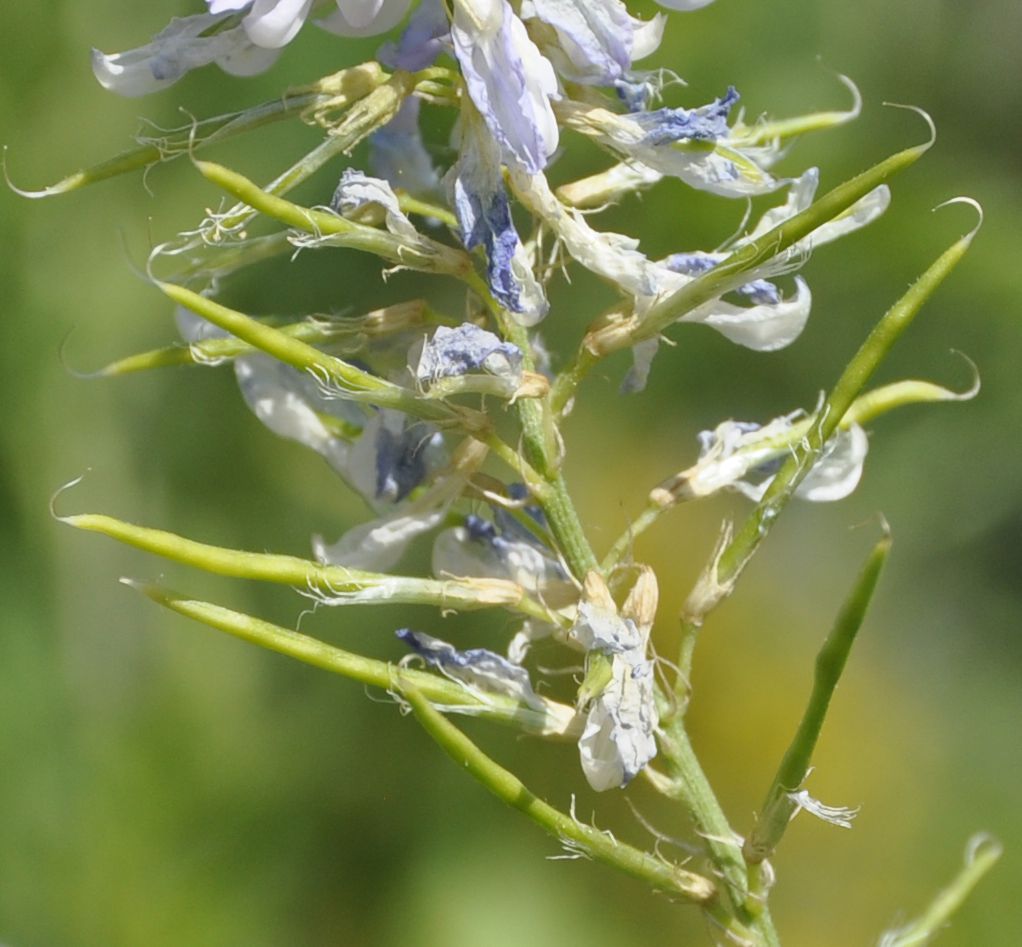 Image of Galega officinalis specimen.