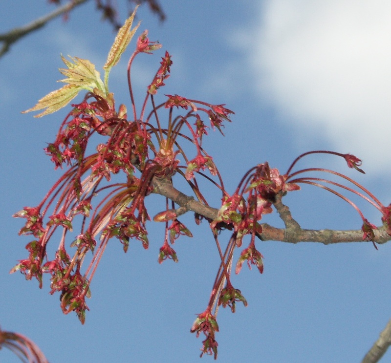 Image of Acer rubrum specimen.