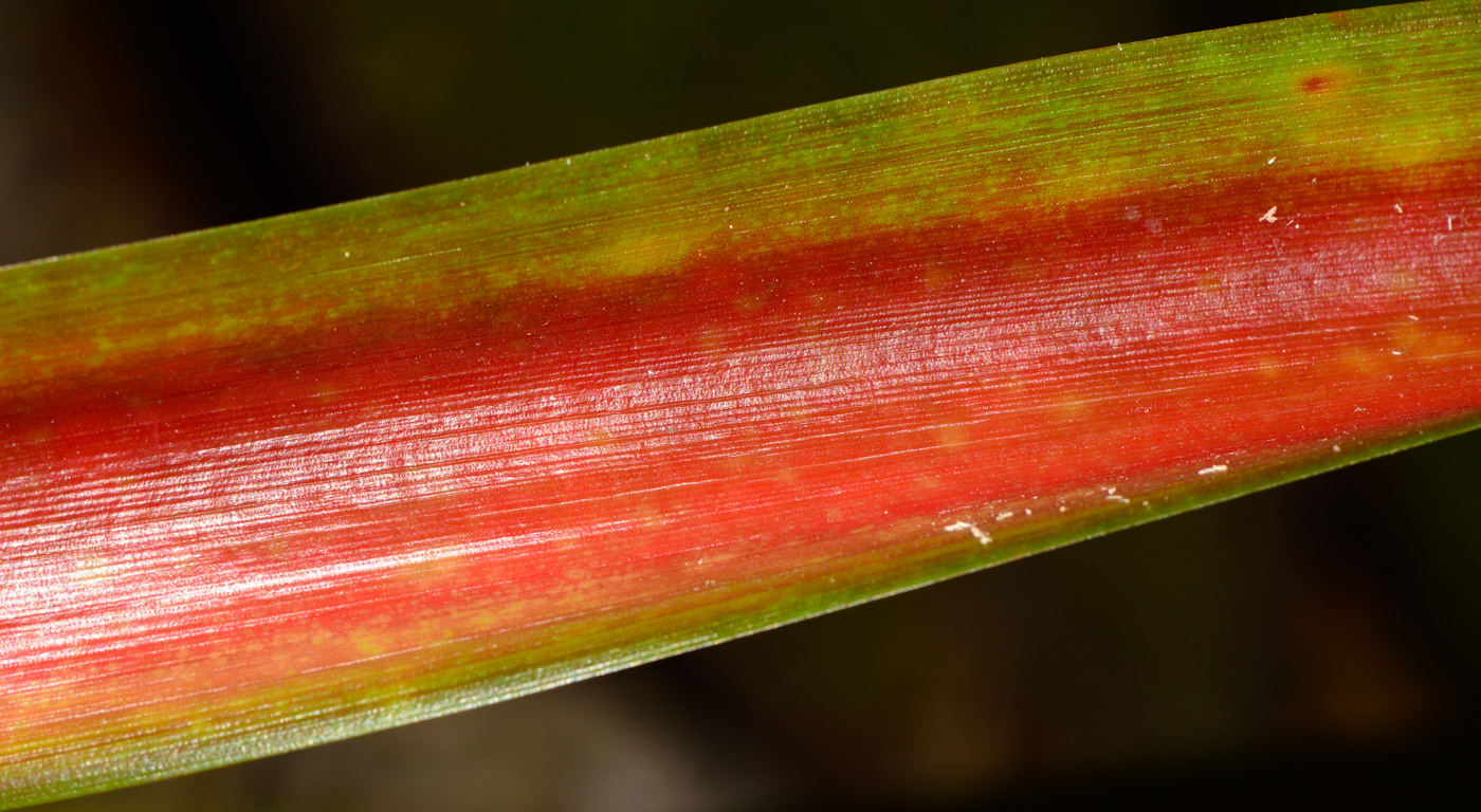 Image of Ananas lucidus specimen.