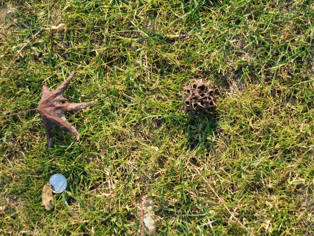 Image of Liquidambar styraciflua specimen.