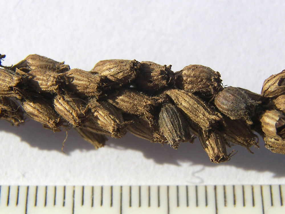 Image of Lythrum salicaria specimen.