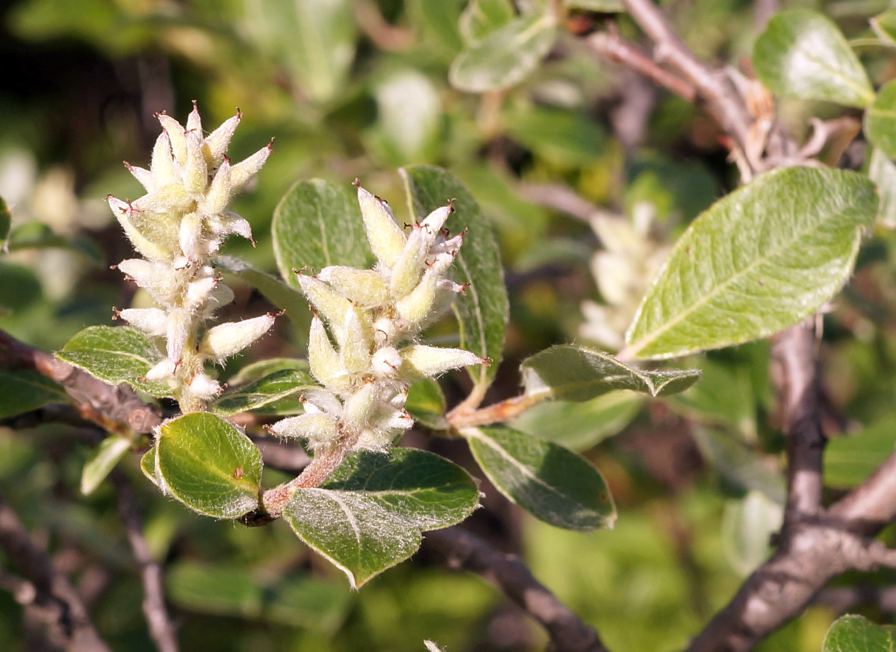 Image of genus Salix specimen.