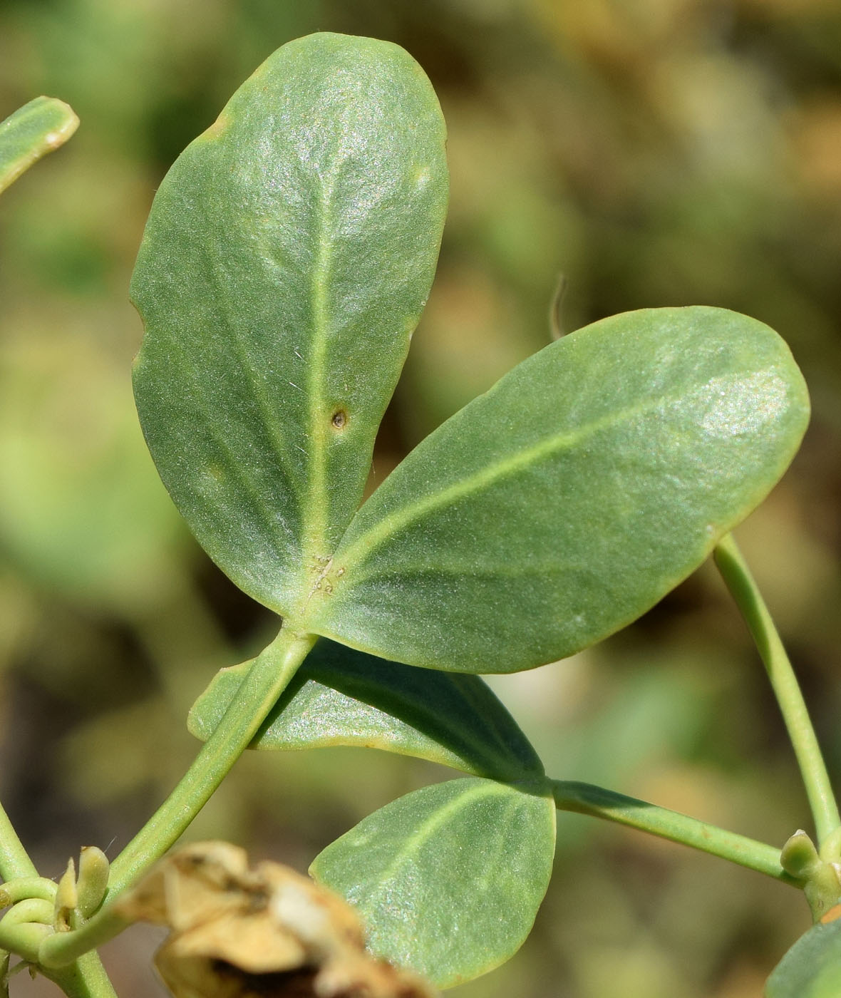 Изображение особи Zygophyllum oxianum.