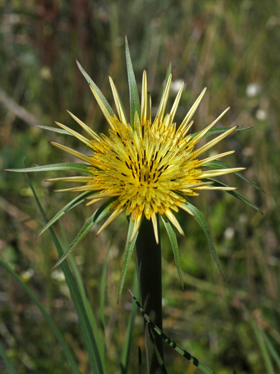 Image of Tragopogon capitatus specimen.