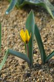 Tulipa dasystemon