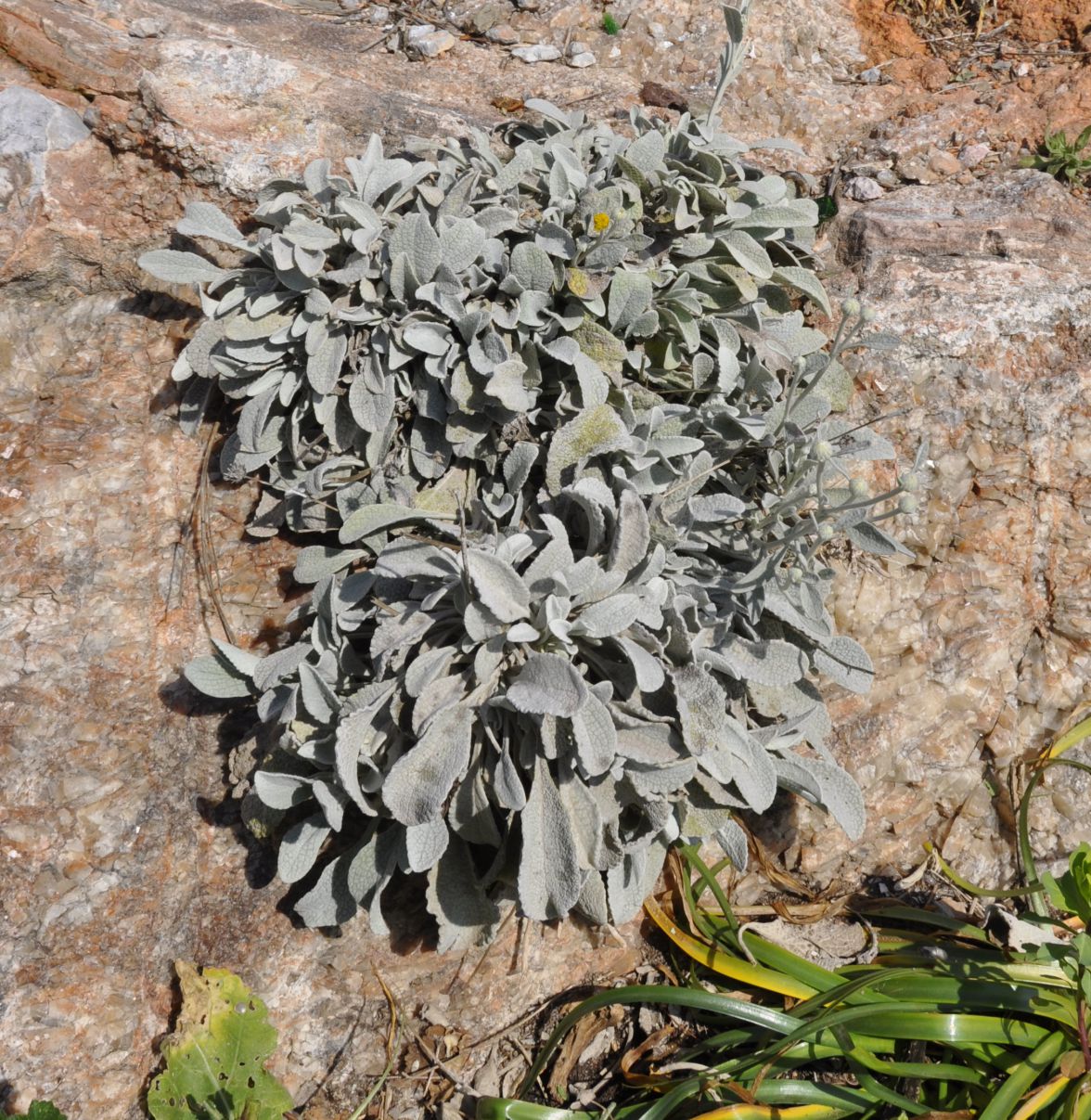 Image of Inula methanaea specimen.