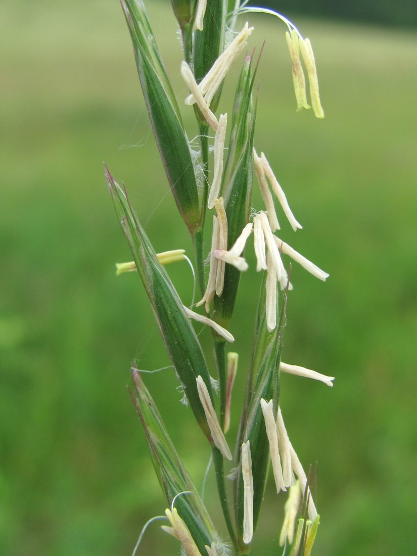 Изображение особи Elytrigia repens.