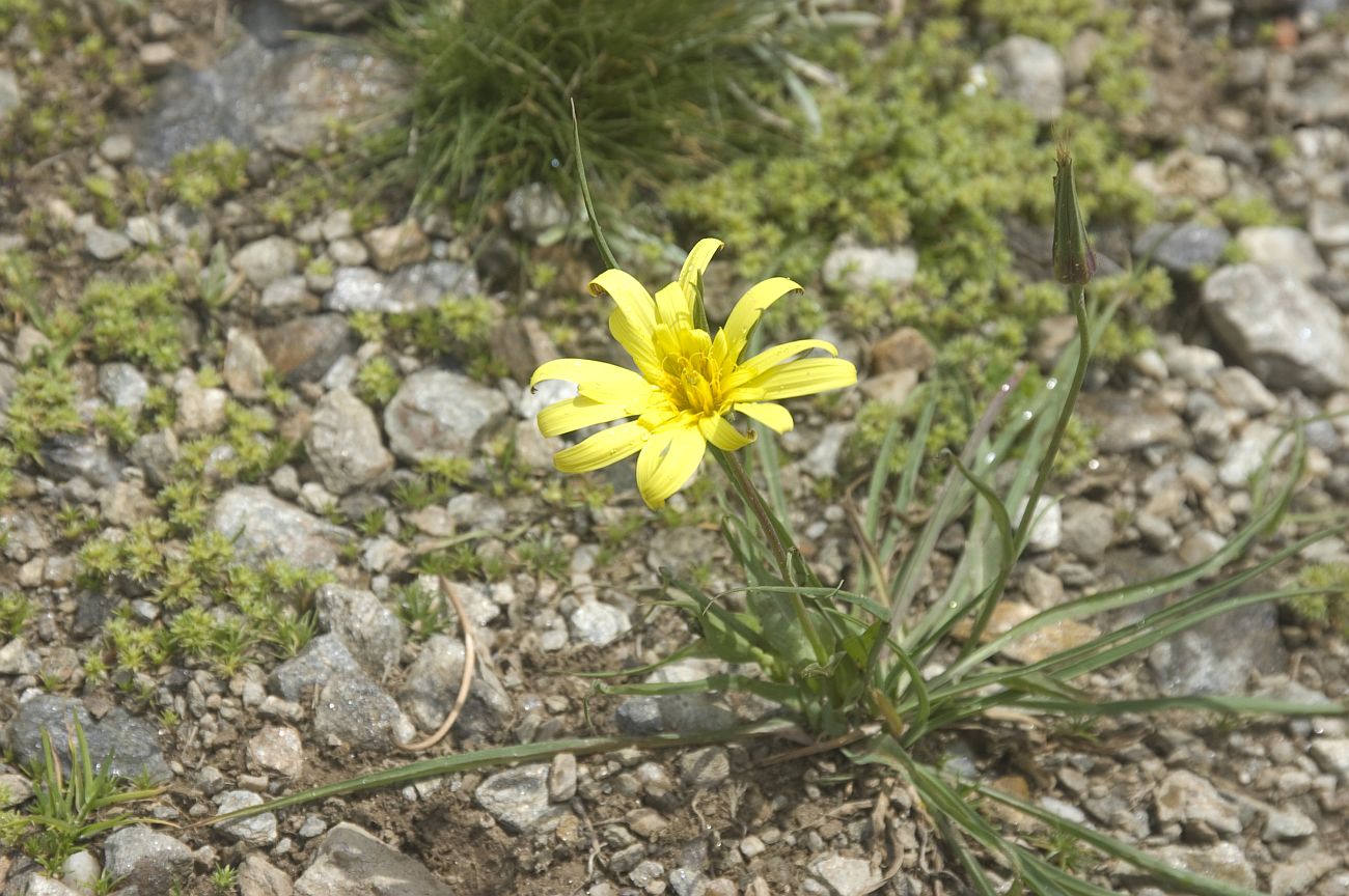 Изображение особи род Tragopogon.