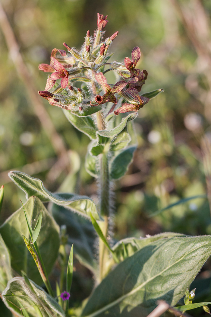 Image of Hesperis tristis specimen.