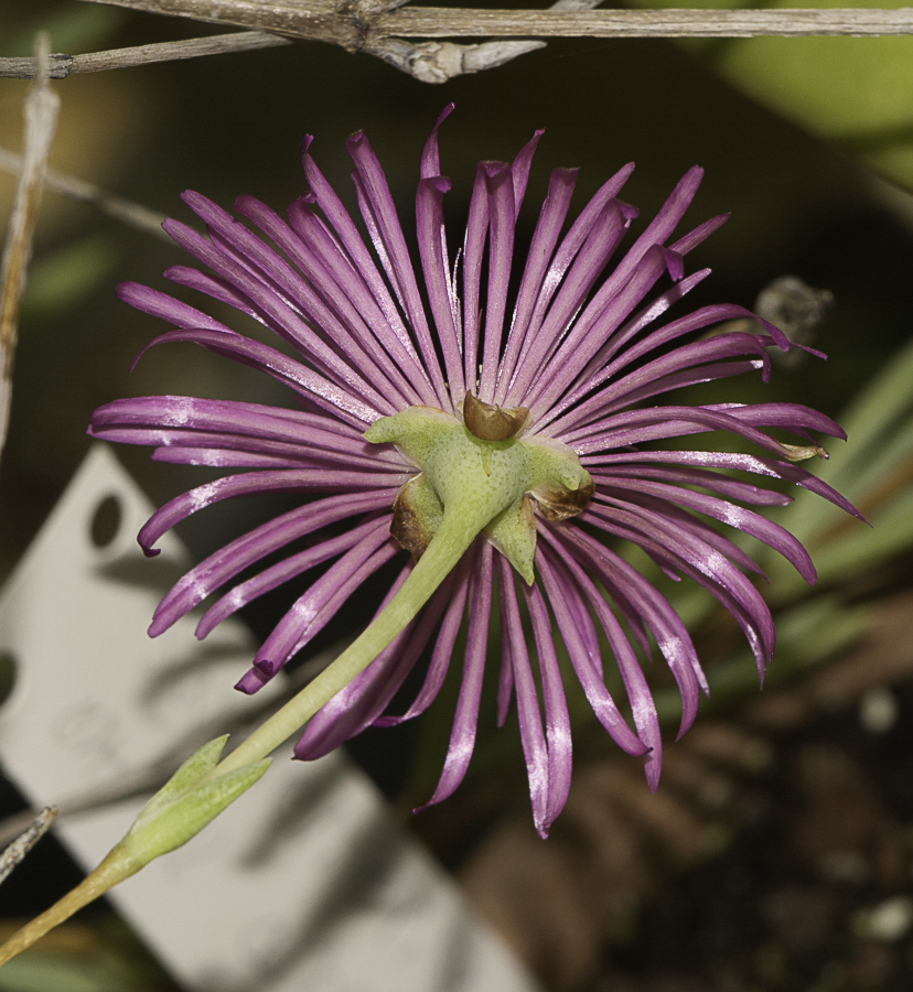 Image of Lampranthus falcatus specimen.