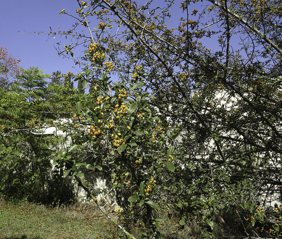 Image of Pyracantha rogersiana specimen.