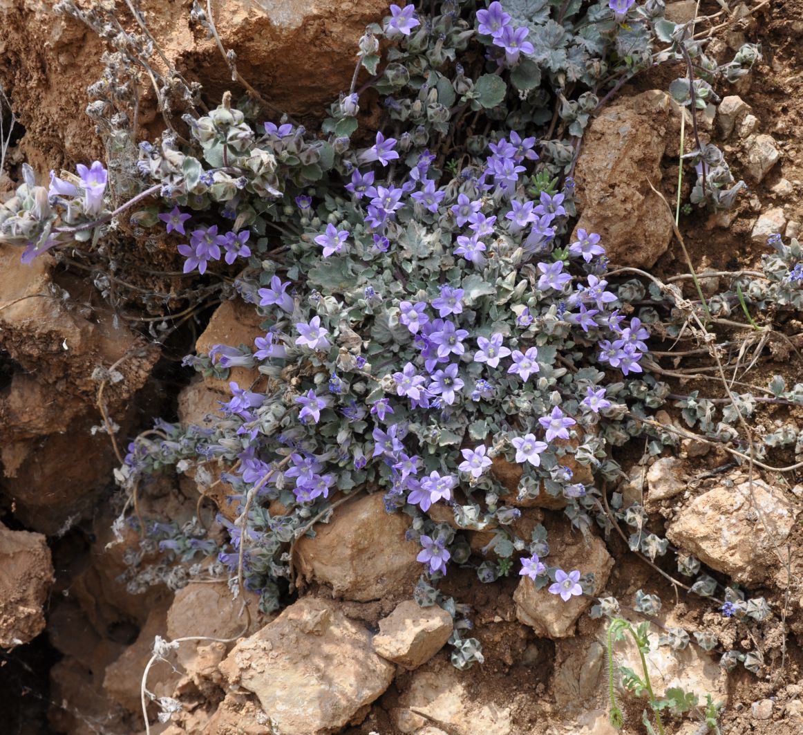 Изображение особи Campanula celsii.