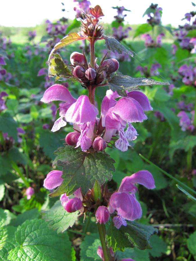 Изображение особи Lamium maculatum.