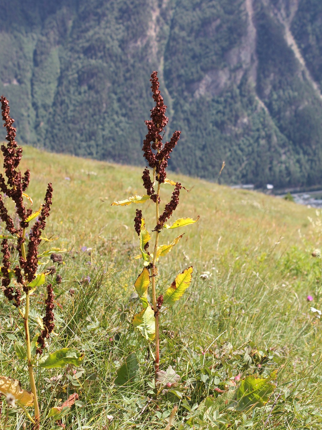 Изображение особи Rumex longifolius.