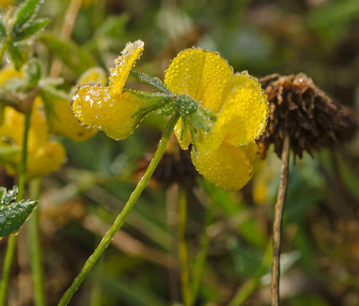 Image of genus Lotus specimen.