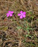 Dianthus fischeri