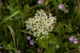 Cardaria draba