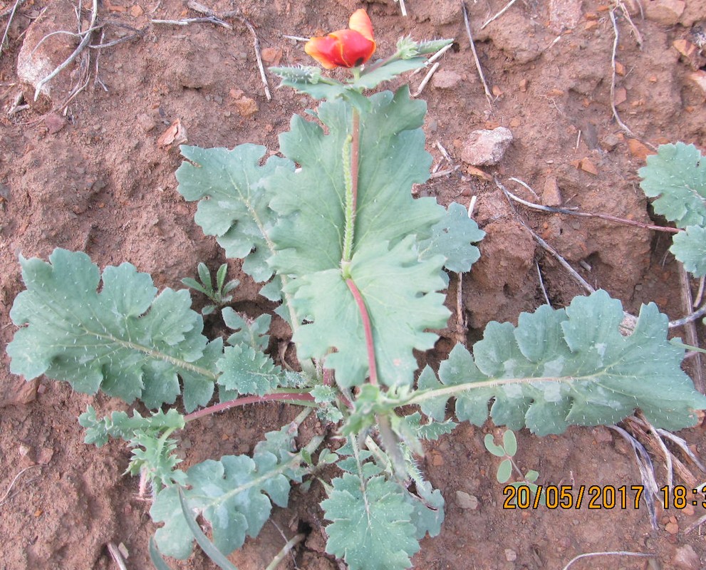 Image of Glaucium corniculatum specimen.