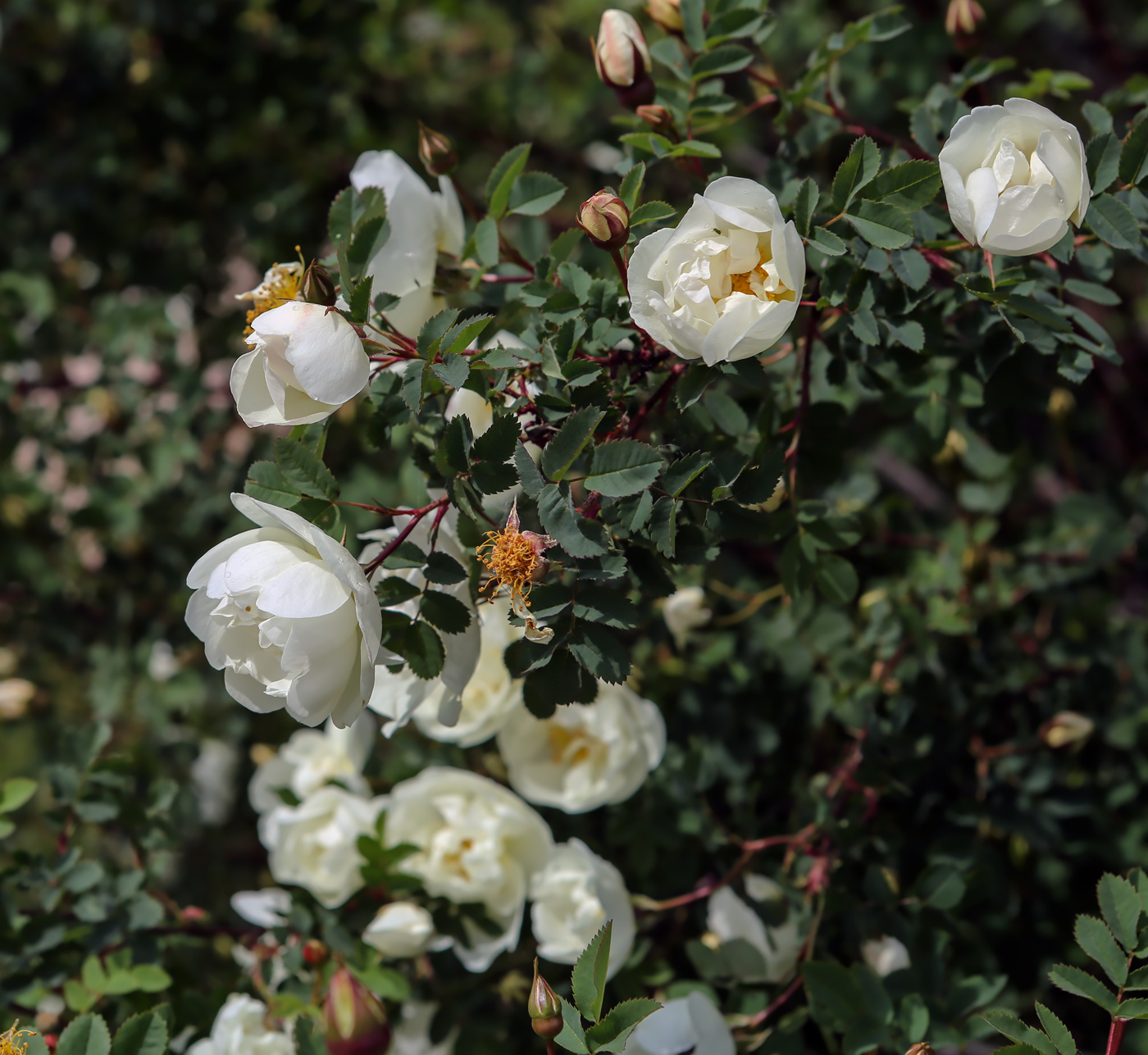 Image of Rosa spinosissima specimen.