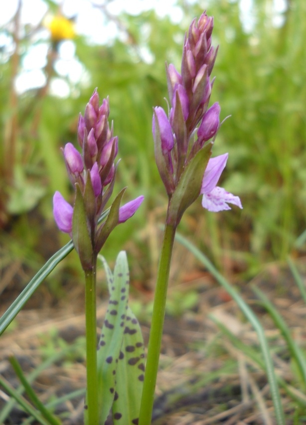 Image of Dactylorhiza fuchsii specimen.