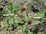 genus Crataegus. Часть ветви с плодами, поражёнными ржавчинным грибом. Дагестан, Унцукульский р-н, долина Ирганайского вдхр., ок. 800-900 м н.у.м., каменистый склон. 03.06.2019.