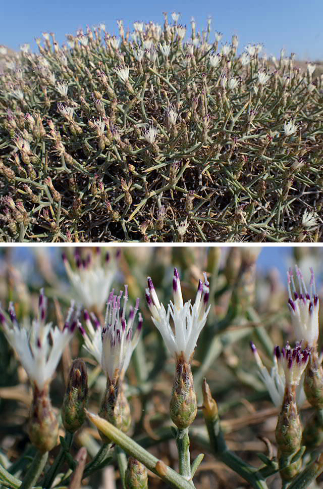 Image of Centaurea spinosa specimen.