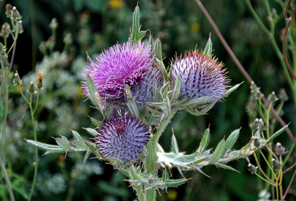 Image of Cirsium ligulare specimen.