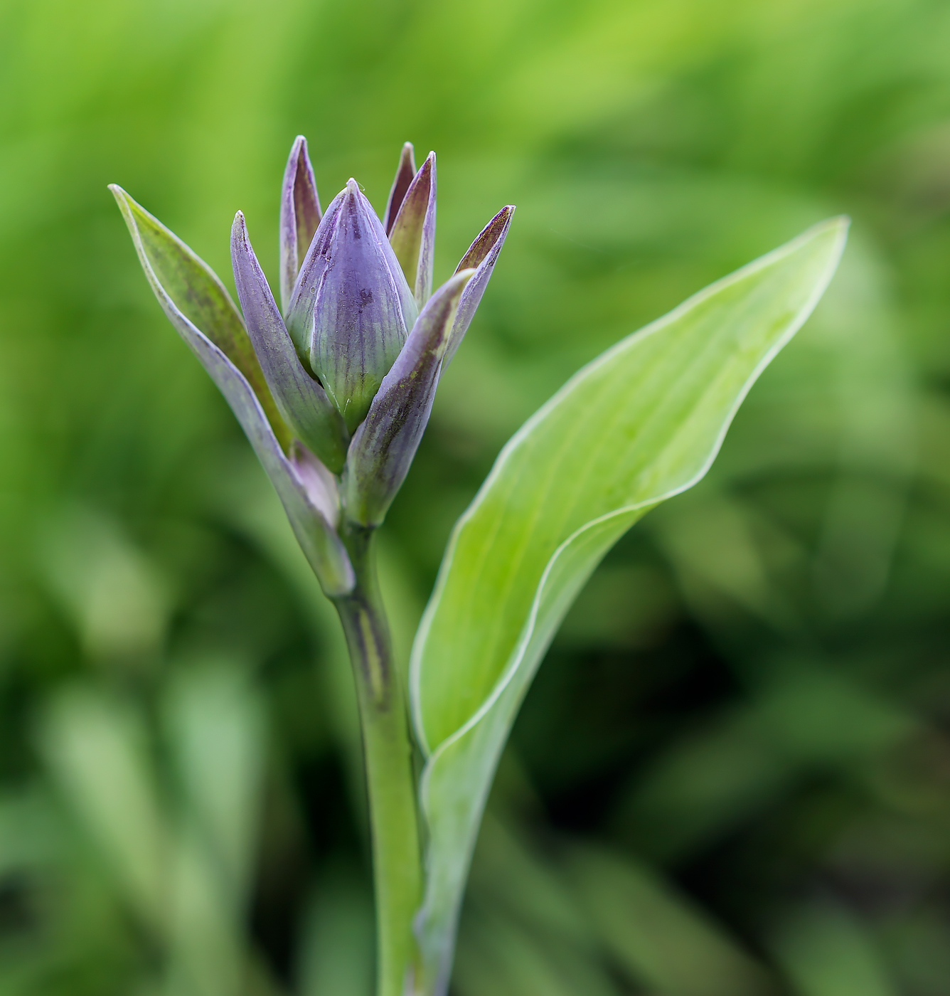 Изображение особи Hosta albomarginata.