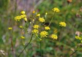 familia Apiaceae. Соцветие. Сербия, национальный парк Тара, плоскогорье Равна Тара, западный берег оз. Заовине, у воды. 11.07.2019.