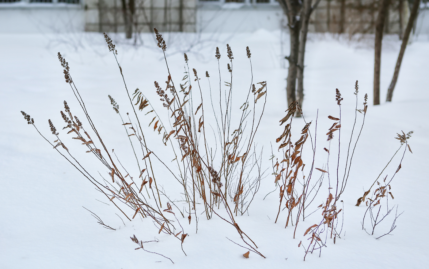 Image of Spiraea &times; billardii specimen.