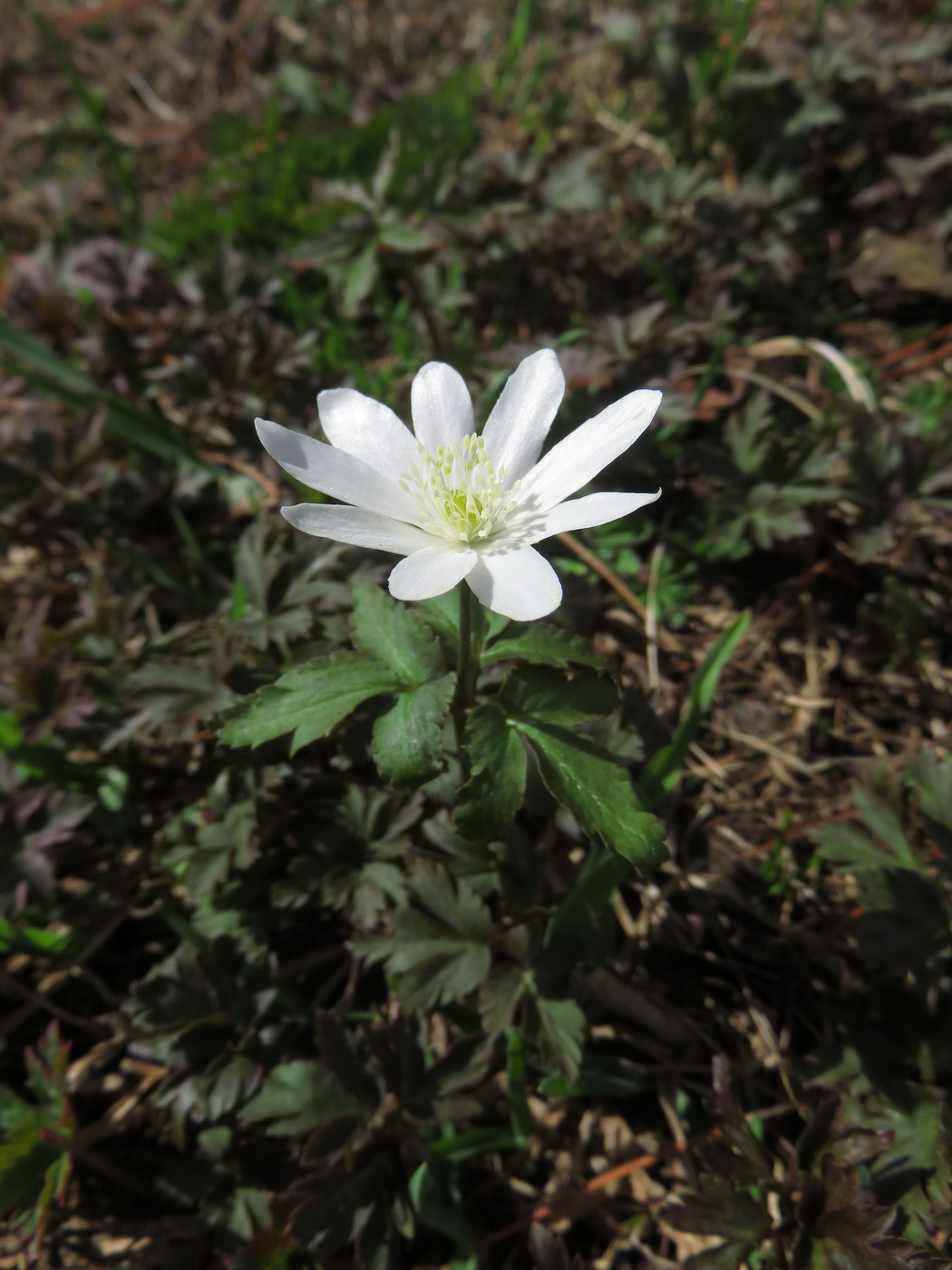 Image of Anemone altaica specimen.