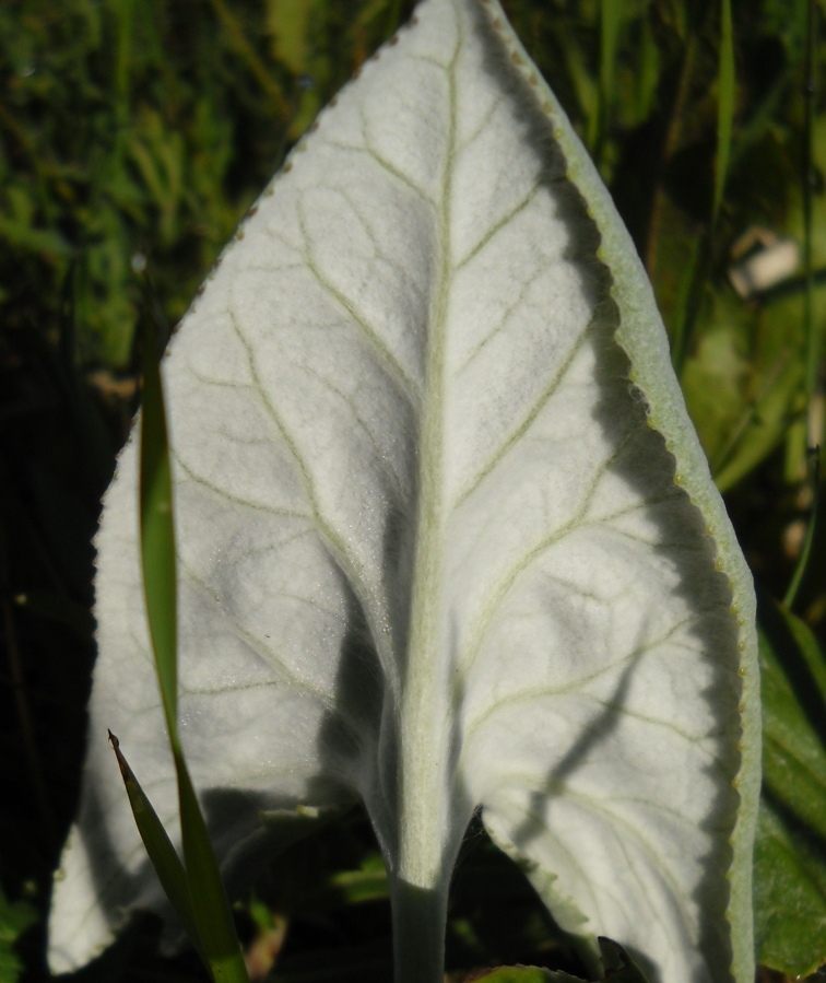 Image of Petasites spurius specimen.