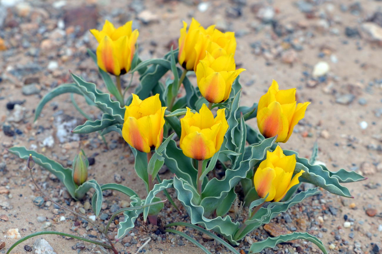 Image of Tulipa borszczowii specimen.