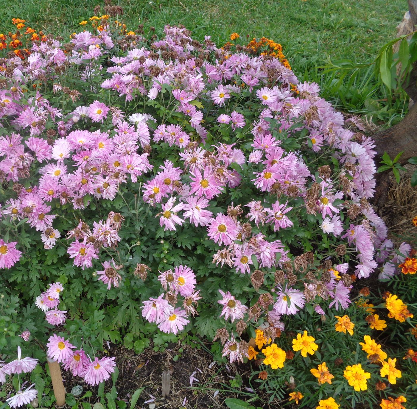 Image of Chrysanthemum indicum specimen.