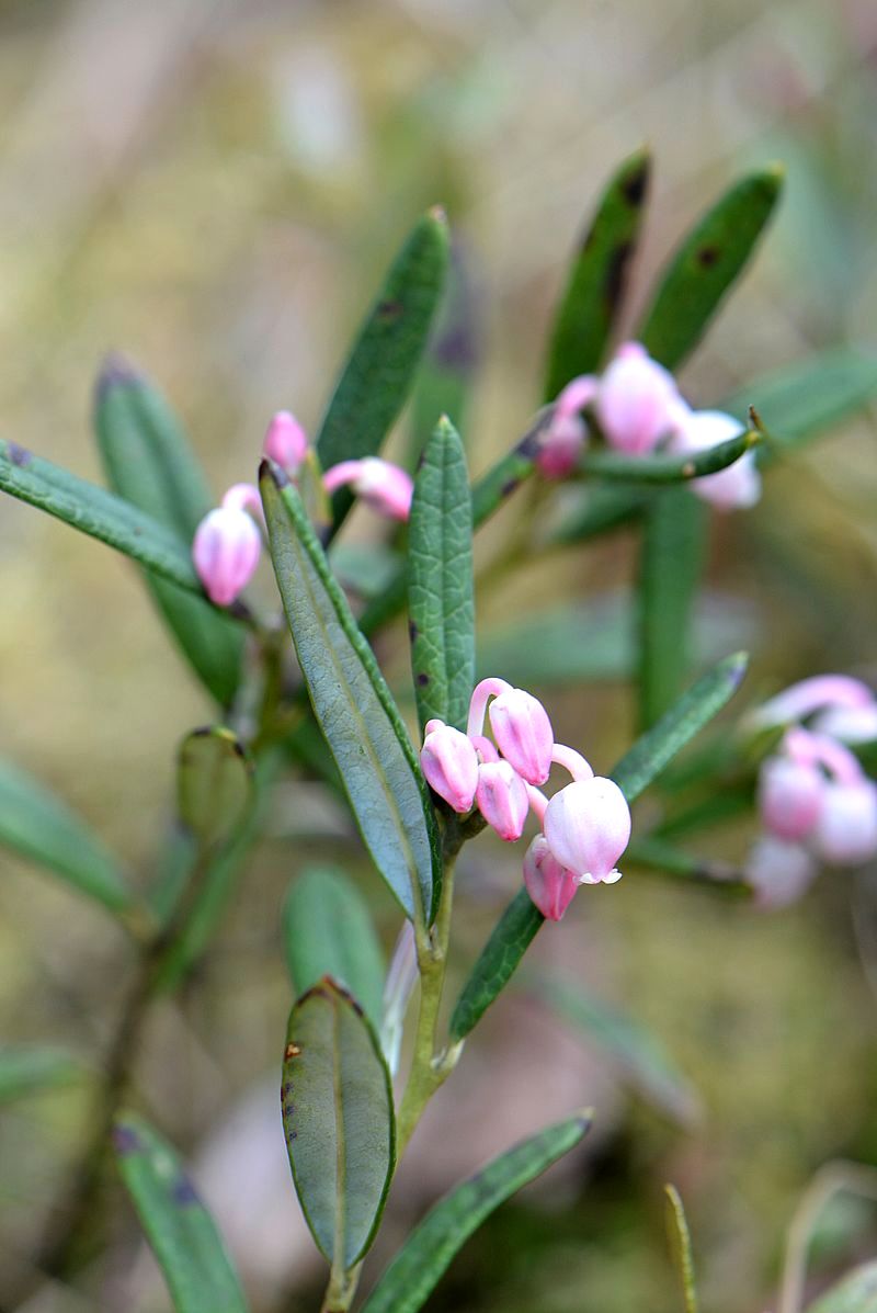 Image of Andromeda polifolia specimen.