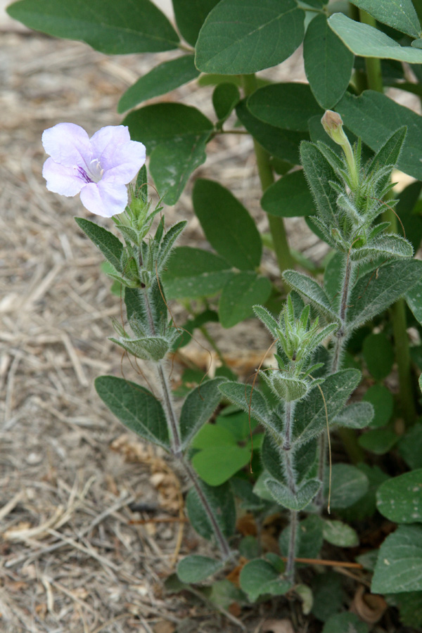 Image of Ruellia humilis specimen.