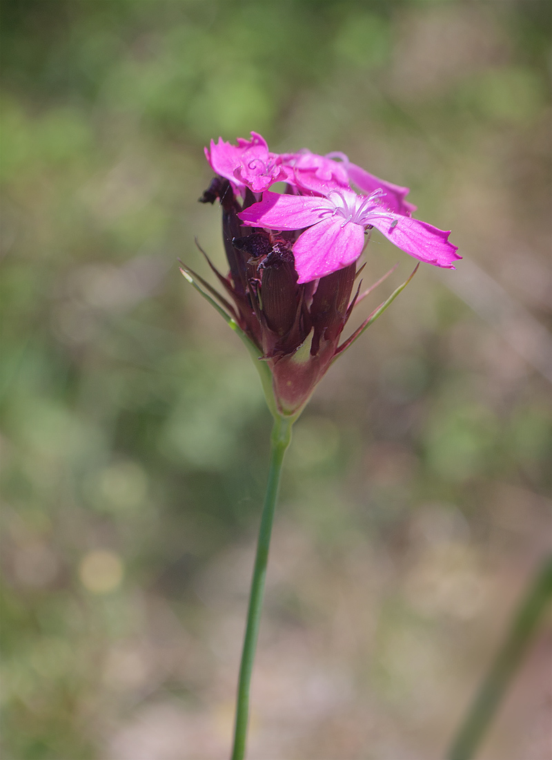 Изображение особи Dianthus capitatus.