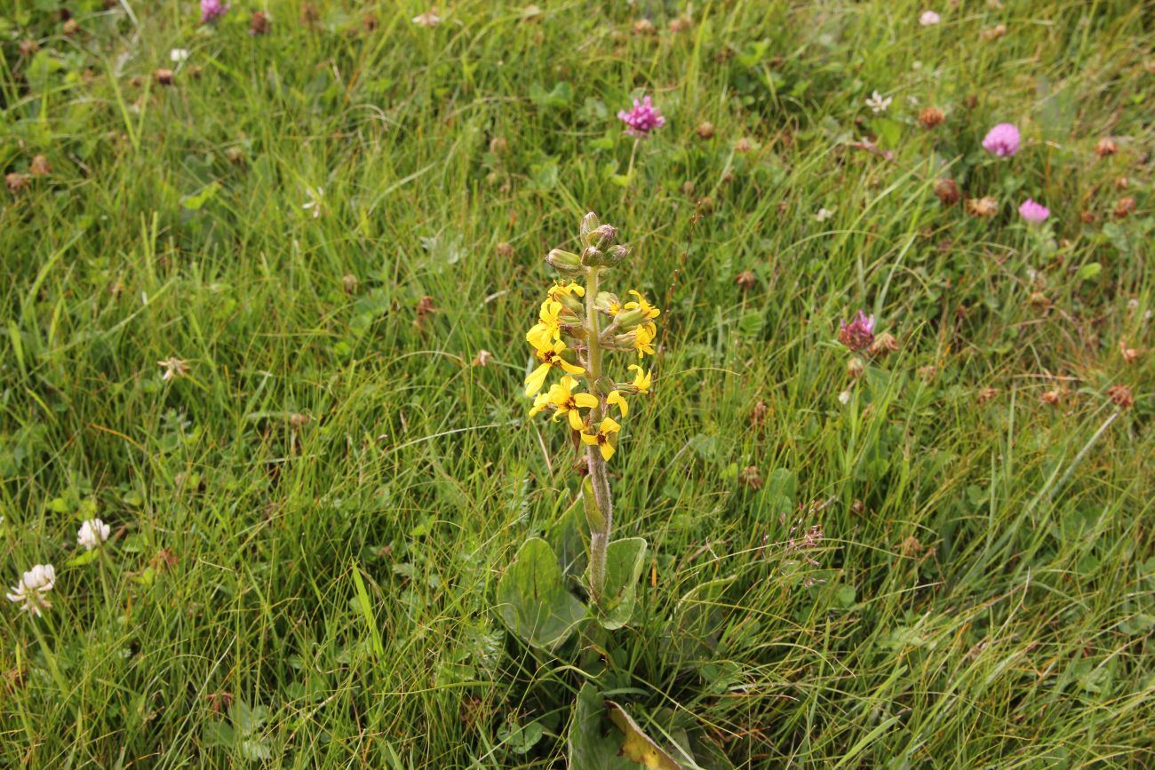 Image of Ligularia sibirica specimen.