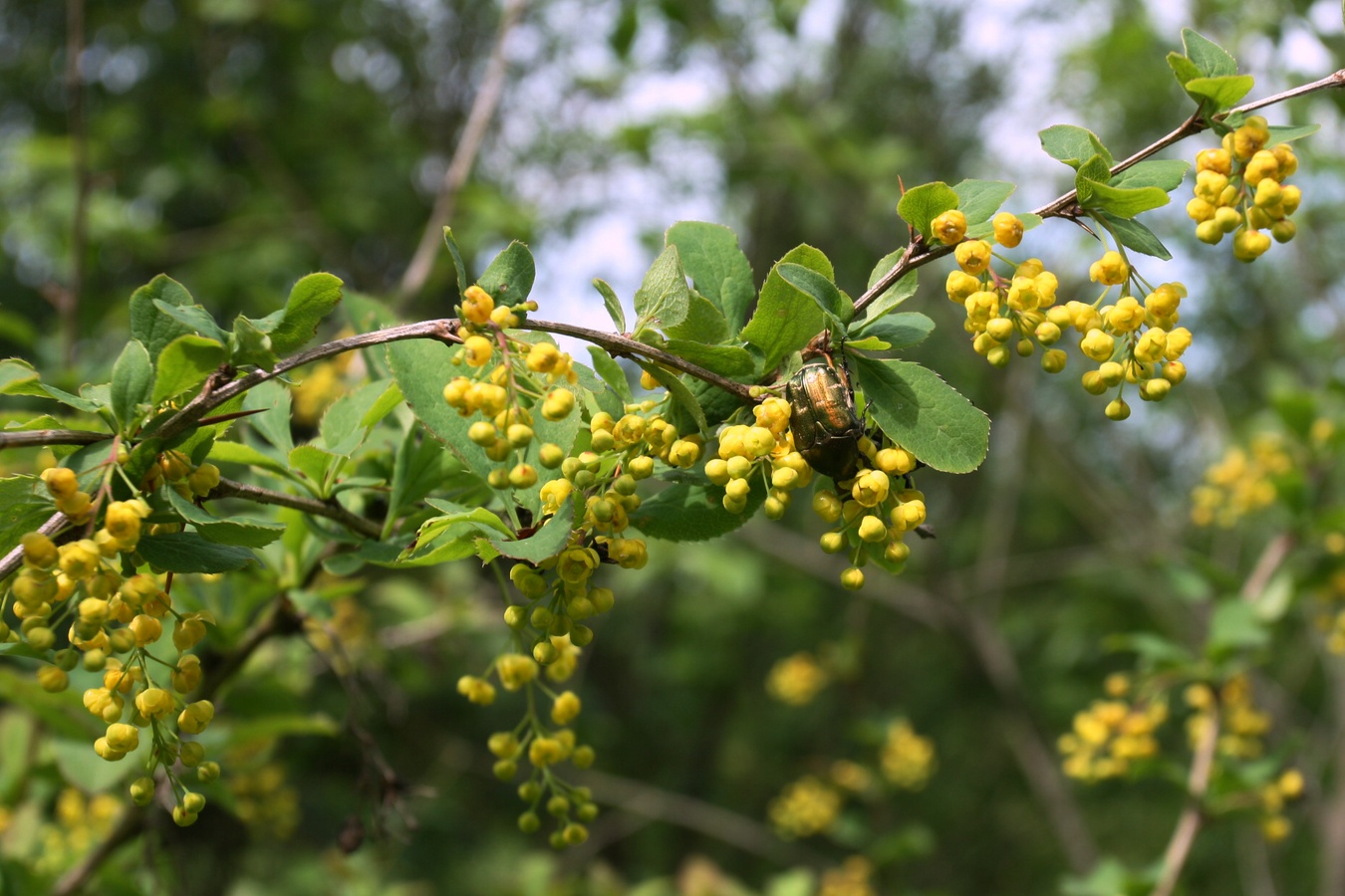 Image of Berberis vulgaris specimen.