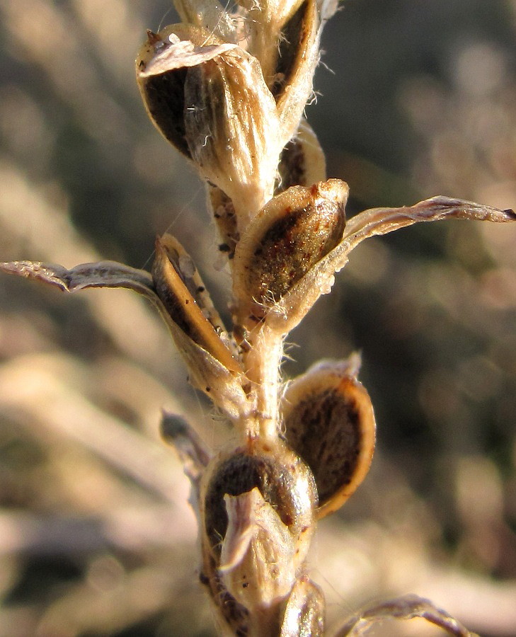 Image of Corispermum algidum specimen.