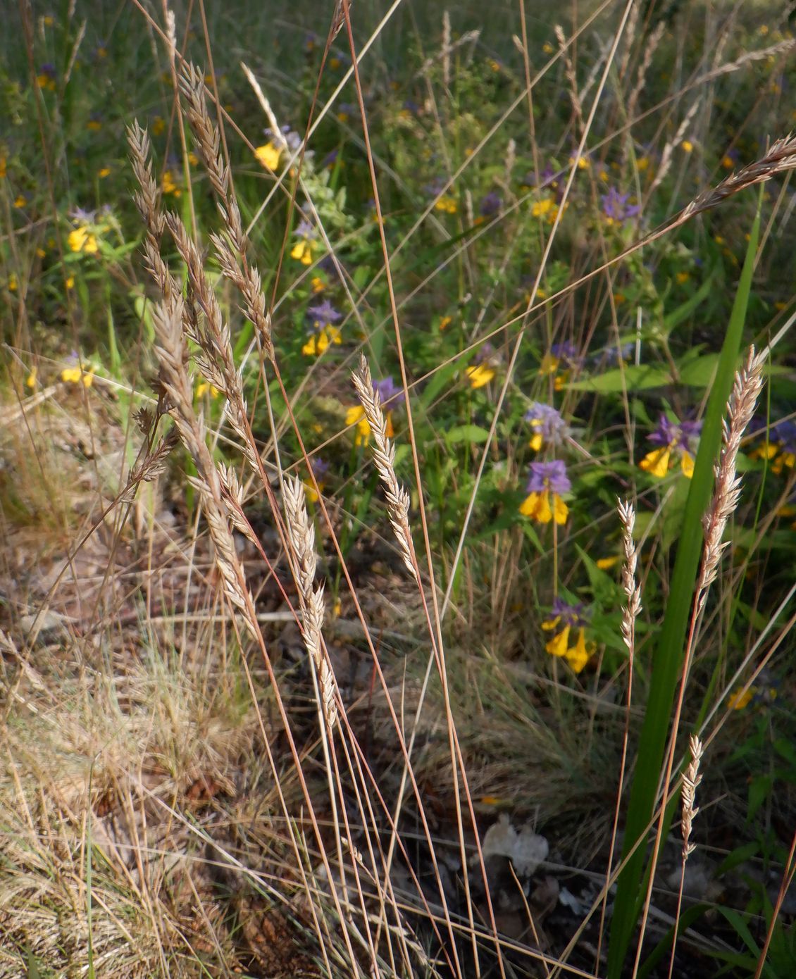 Image of genus Festuca specimen.