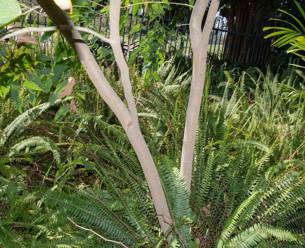 Image of Bauhinia bowkeri specimen.