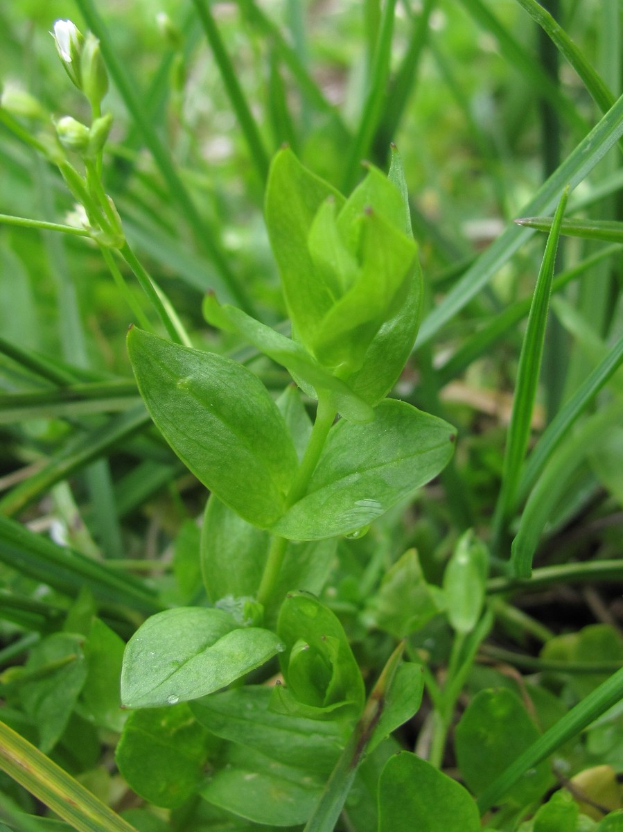 Изображение особи Stellaria anagalloides.