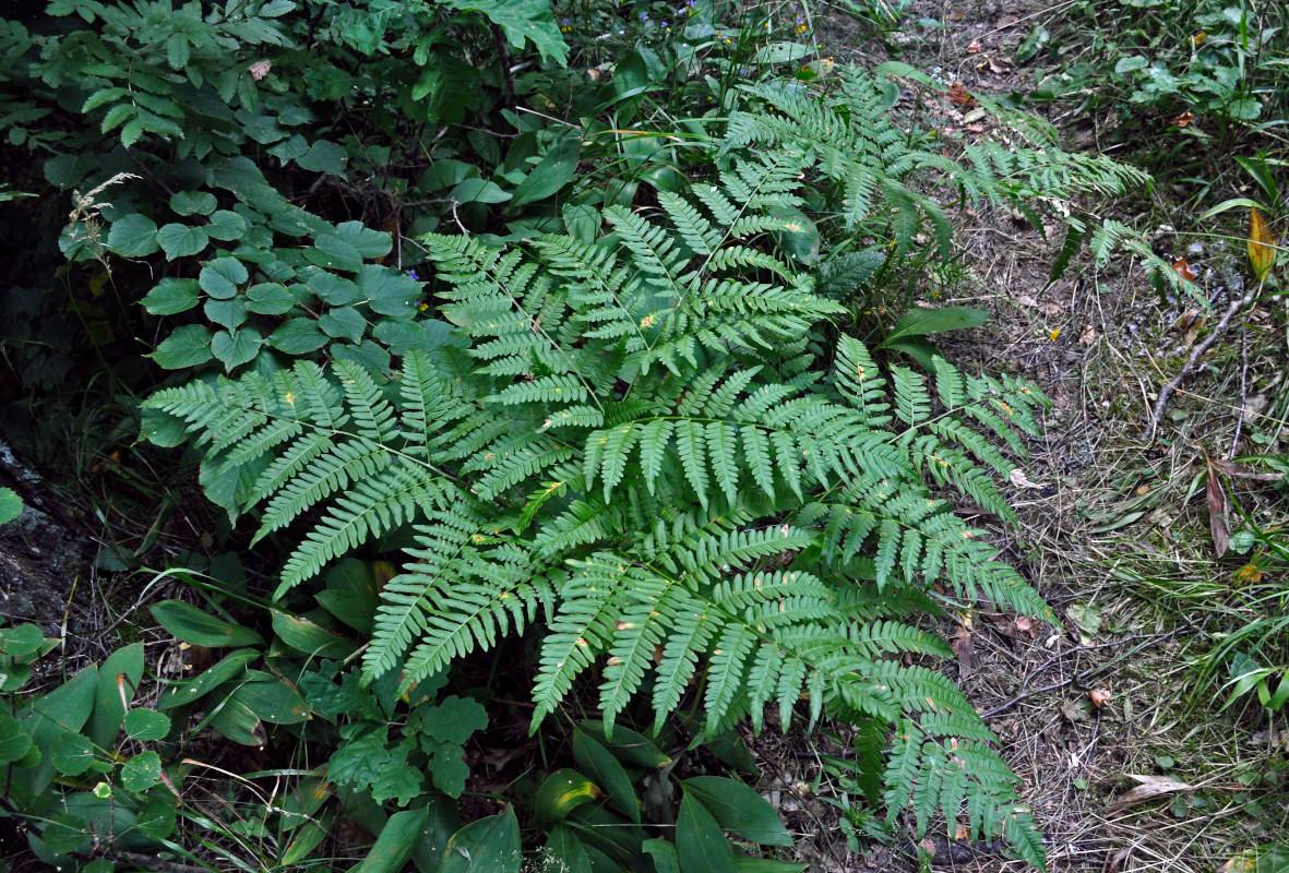 Image of Pteridium pinetorum specimen.