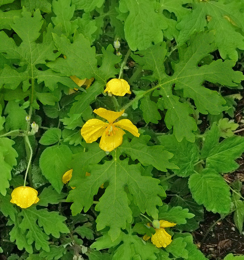 Image of Stylophorum diphyllum specimen.