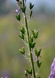 Aconitum septentrionale. Часть соплодия. Челябинская обл., Катав-Ивановский р-н, хребет Зигальга, ≈ 1200 м н.у.м., субальпийский луг. 20.07.2020.