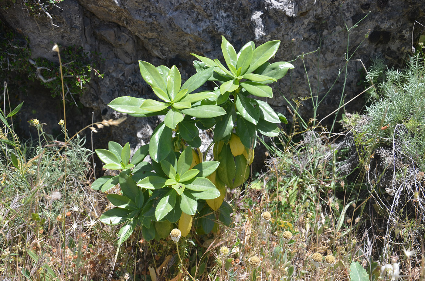 Image of Daphne laureola specimen.