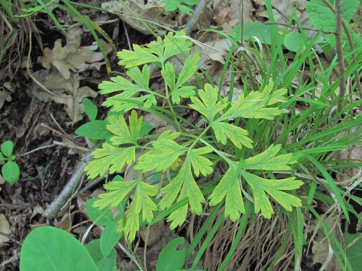 Image of Physospermum cornubiense specimen.