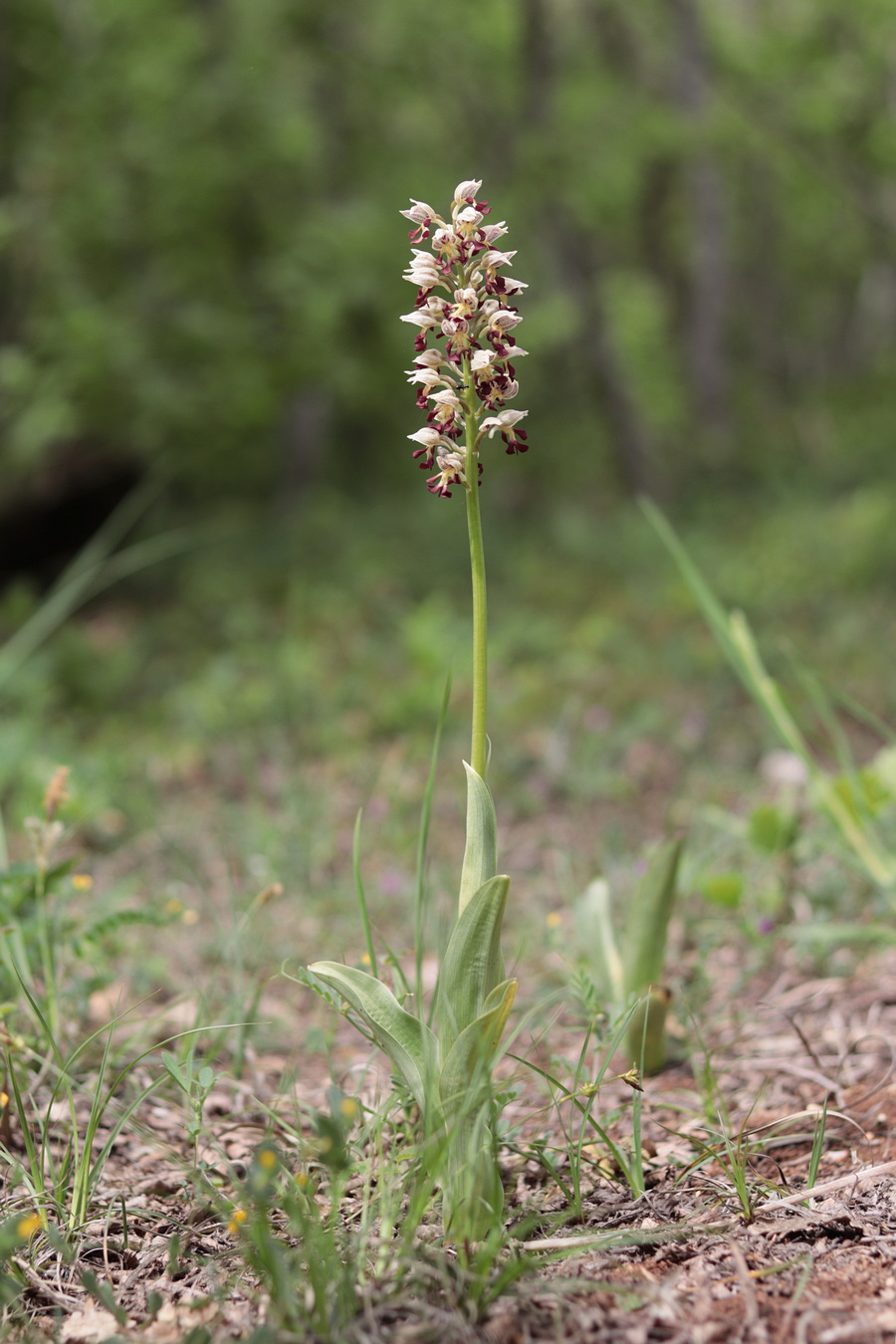 Image of Orchis &times; calliantha specimen.