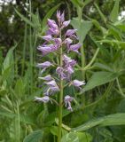 View full-size image Orchis militaris subspecies stevenii